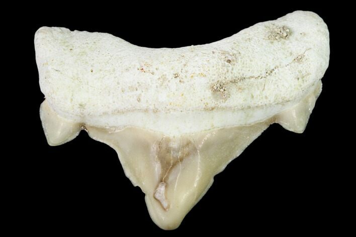 Pathological Shark (Otodus) Tooth - Morocco #108273